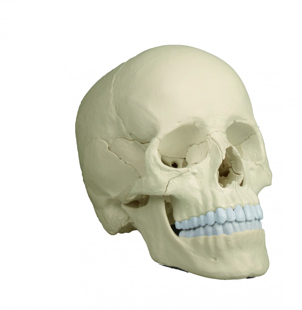 Crâne Standard 3 parties