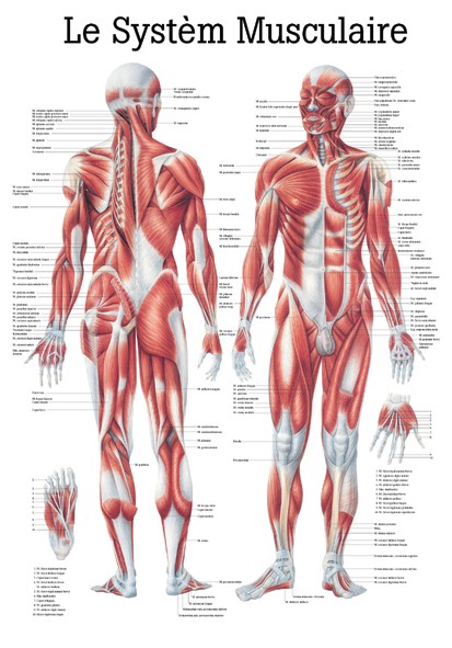 Planche anatomique le système musculaire