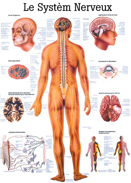 Planche anatomique le système nerveux