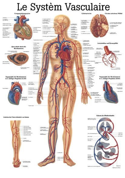 Planche anatomique le système vasculaire