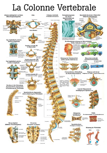 Planche anatomique la colonne vertébrale