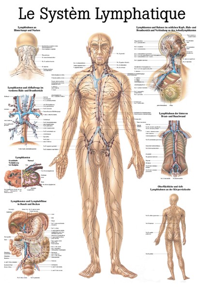 Planche anatomique le Système Lymphatique