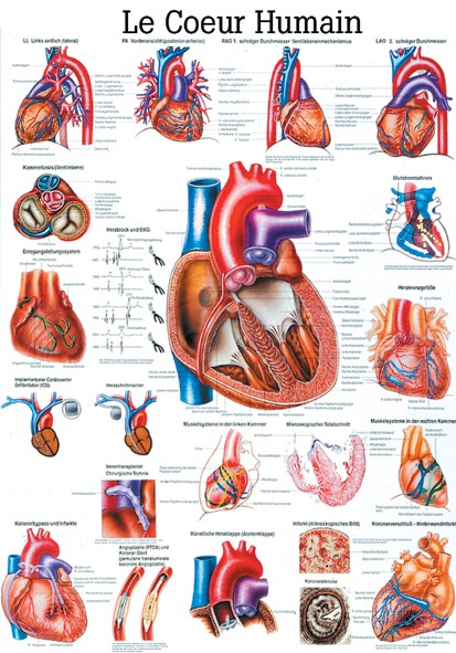 Planche anatomique le cœur humain