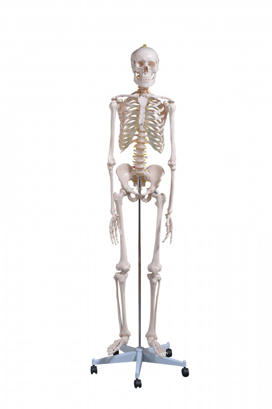 Squelette standard