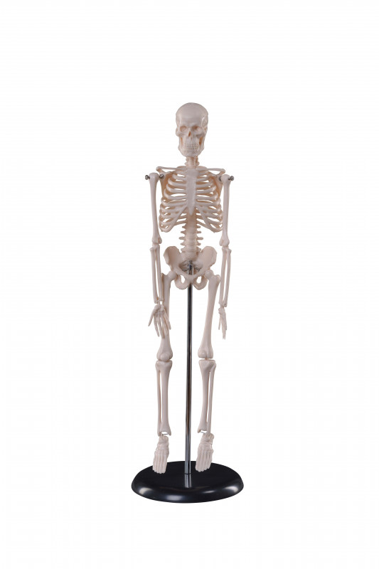 Squelette mini H40cm